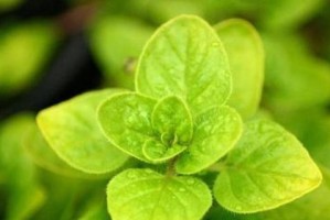 草本植物全解析（探秘常见的草本植物及其应用价值）