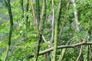 从树形态到药用功效，一一揭开辣木的神秘面纱（从树形态到药用功效，一一揭开辣木的神秘面纱）