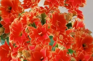 长寿花开花之意（长寿花开花预示着什么）