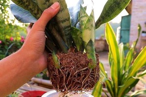 光棍树的生长环境（解析光棍树对光照的偏好及生长状况）