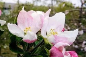 探秘苹果开花季节（从季节、花期、品种到栽培技巧，一文全知道）