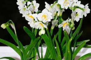 水仙花的花期及养护方法（掌握水仙花的花期，赏花更得心应手）