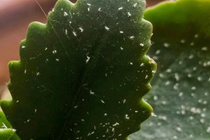 芭蕉树的浇水技巧（打造健康茂盛的芭蕉树生长环境）