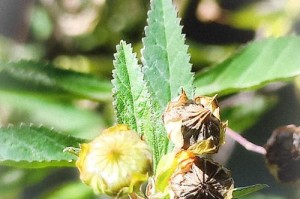 探寻黄花蒿的生命密码（黄花蒿属于什么植物类型？专家解密黄花蒿的植物学特征和生态意义）