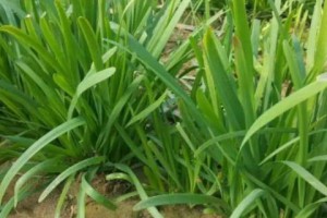 韭菜刚出土长什么样子？（了解韭菜的成长过程，从出土到成熟）