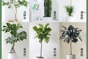 心叶榕在家养护指南（适合家里养的美丽常青植物，让你的家更加清新舒适）