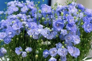 风铃花插花怎么养（打造优美高雅的插花艺术）