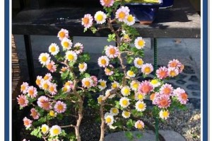 菊花换盆后的正确浇水方法（如何保证菊花健康成长？）