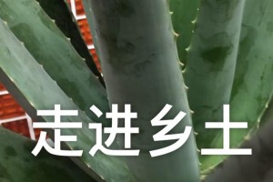 芦荟身上长小黑斑的原因与解决方法（揭秘芦荟身上小黑斑的成因及有效去除方法）