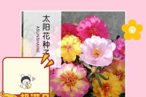 非洲菊的种植技巧（从播种到收成全面掌握，一步步教你如何种植非洲菊）