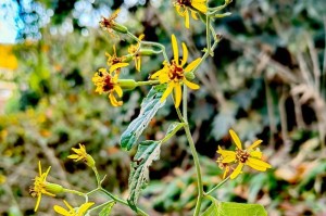 菊花有毒吗？（室内养护攻略！）