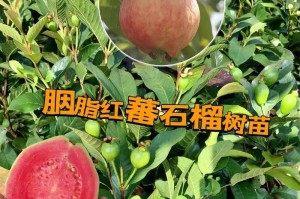 石榴种植和管理的要点（打造丰收的石榴果园）