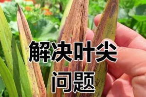 冬季植物叶子发生黑班枯萎的原因与防治方法（寒冷天气下植物叶子的生理变化及受损原因分析）