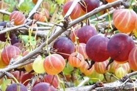 黑加仑树几年结果实——一个果树种植者的实践与思考（探讨黑加仑树的果实形成规律与养护技巧）