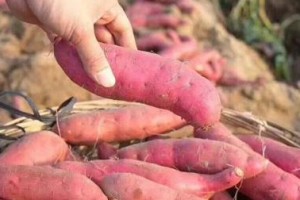 红薯产地分析（哪里的红薯最好？如何挑选优质红薯？）