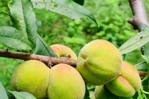 碧桃果实的营养价值与食用方法（探究碧桃果实的健康好处以及如何食用）