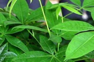 发财树为何在冬天会落叶？（探究发财树冬天落叶的原因及应对方法。）
