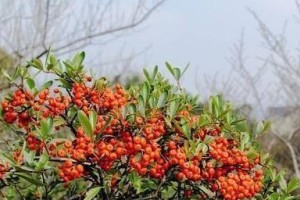 火棘家里养吉利，这些你必须知道！（吉利在家里的适宜条件和注意事项）