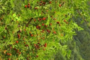 探秘地椒草——一种珍贵的中草药（从名称、生长环境、药理作用到功效与应用全面解析）