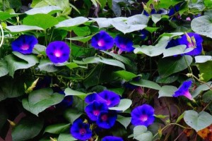 家中养牵牛花，风水大好！（让牵牛花为你带来好运和美好生活）