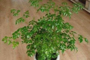 幸福树的种植与配土方法（打造萌宠般的绿色生活）