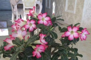 探索不朽之树（秘密在于关键的养护技巧）