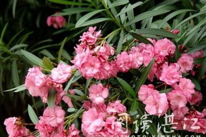 夹竹桃的花期和开花时间（如何鉴别夹竹桃花期，欣赏三个月的花海）