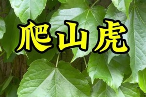 爬山虎开花时间及花色特征（探究爬山虎开花时间和花色，了解它的美丽与奥秘）