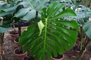 龟背竹（探讨龟背竹的生长过程、特点和适宜环境）