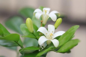 九里香花香有毒吗？（探讨九里香花香是否会对人体产生危害）