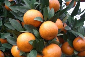柑子几年结果实-探究果树的成长之路（果树的成长、果实质量、树龄、自然环境、栽培管理）