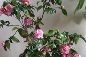 茶花花骨朵的美丽之谜（探秘茶花花骨朵的形态特征及生长机理）