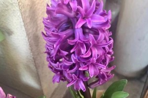 霉菌感染如何处理风信子球？（防治风信子球霉菌感染的有效方法）