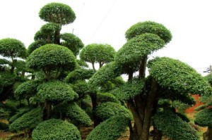 节白蜡——极寒条件下的保护神（耐寒能力超群，为何成为冬季必备？）