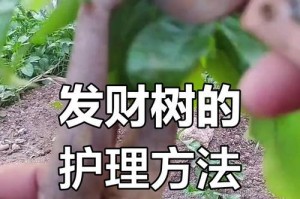 《发财树的插栽和养护指南》（绿植爱好者必读，让你的发财树长势喜人！）