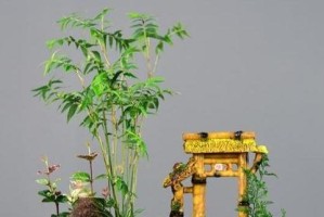 凤尾竹的浇水时间和方法（正确的浇水时间和方法是让凤尾竹茁壮成长的关键）