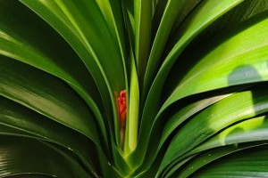 以君子兰治理夹箭（君子兰的种植与夹箭防治）