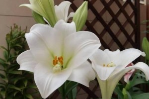 百合花的花期长短及影响因素（探究百合花开花时间和持续时间的因素）