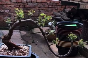 盆栽月季花的养护与处理（教你如何正确处理盆栽月季花的各种问题）
