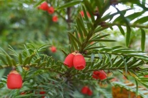 红豆杉——一种珍贵的乔木植物（了解红豆杉的生长环境、特性与保护现状）