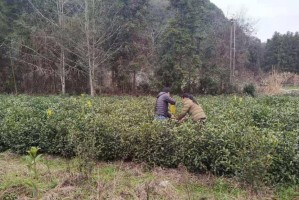 黄姑娘的种植时间选择（如何确定播种时间来获取最佳收成）