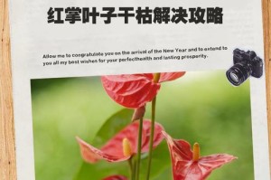 如何应对红掌黄叶的问题