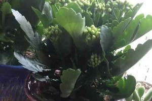 选择扁花盆种植花卉，这些花最适合（从颜色、形态、生长环境等角度分析，让你轻松搭配盆栽装饰）