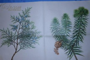 松树是裸子植物吗？——揭秘松树的生物特征（探究松树的生殖方式、组织结构及其分类特征）