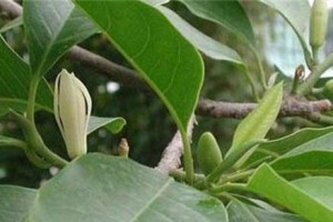 揭秘白兰花的花期（探究白兰花的开花时间和花期特点）