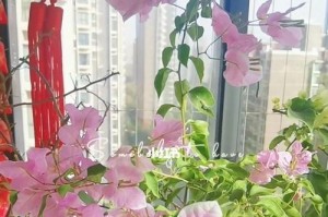 三角梅（探究三角梅对阳光的喜好程度及影响因素）