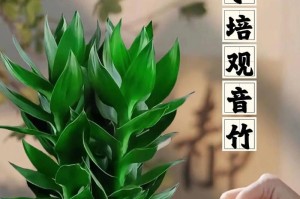 观音竹开花的奇迹（探秘观音竹花朵的颜色、形态和意义）