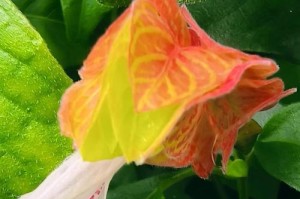以红虾花怎么栽培（培育美丽的红虾花，分享种植技巧和护理要点）