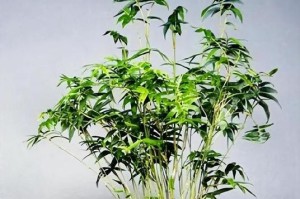如何养护盆栽竹子让它更旺盛生长（让竹子健康成长的小技巧和方法）