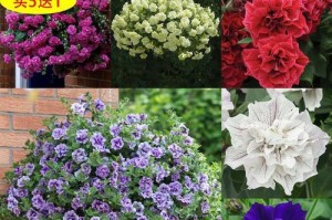 如何正确播种矮牵牛花种子（矮牵牛花种子的选取和播种方法）